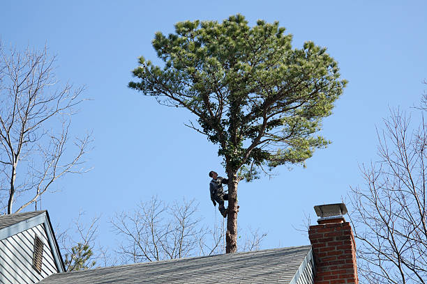 How Our Tree Care Process Works  in  Huntington, VA